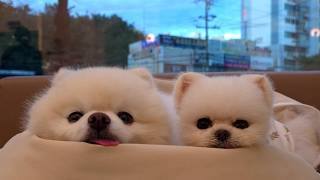 Sürekli Yorgun Musunuz? Uykucu Köpeğimi Gün Boyu Dışarı Çıkardım