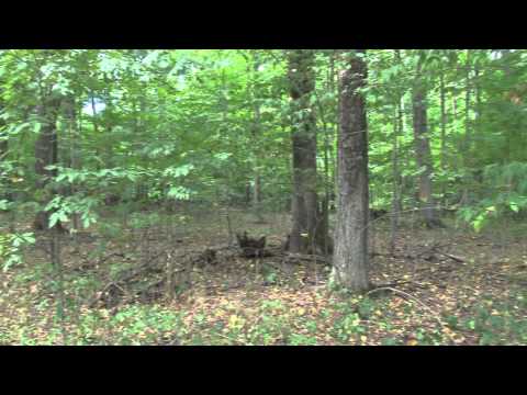 MSU AgBioResearch: Forestry