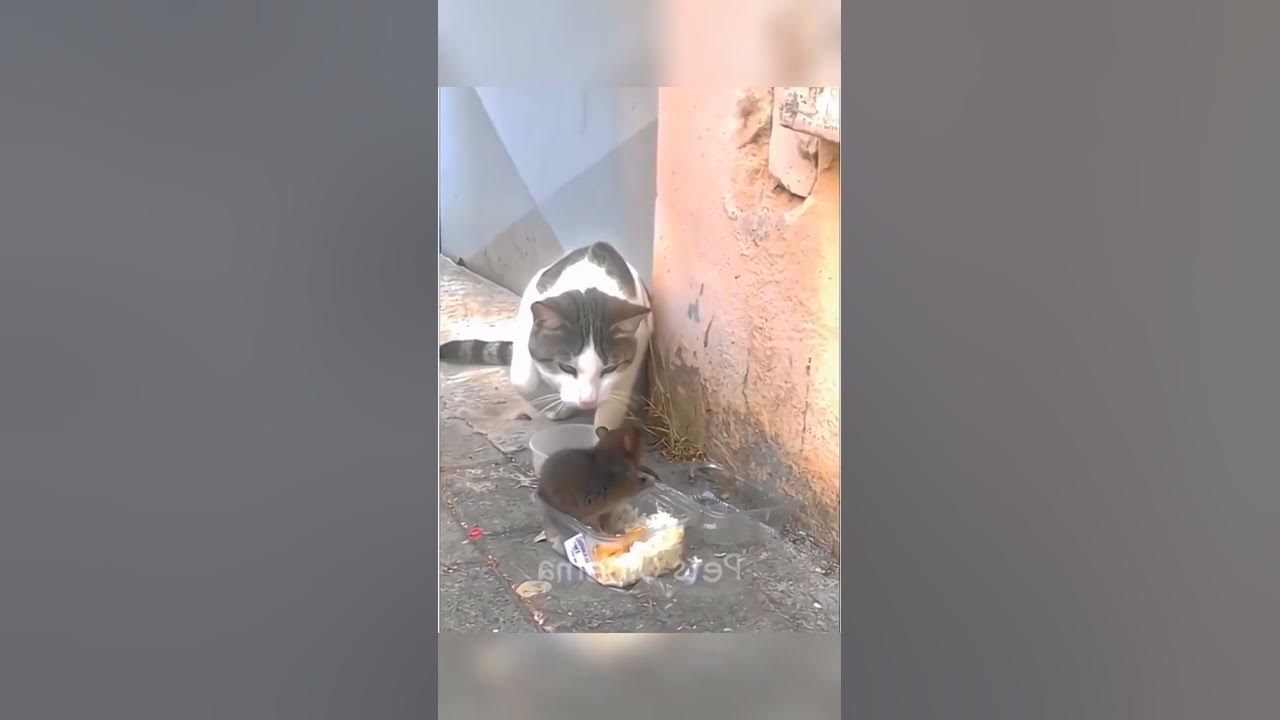funny animals 2025 🤣🤣🤔 YouTube