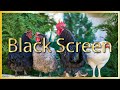 Farm Chicken Sounds For Relaxing - Nature Sounds For Sleeping Black Screen