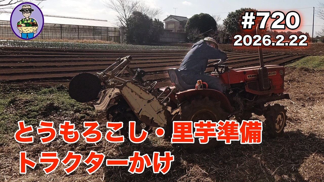 【とうもろこし・里芋】 第720話、とうもろこしの元肥散布と里芋の植え付けに向けてトラクターかけして雑草を鋤き込む。#オーガニック栽培 #家庭菜園 #農業VLOG
