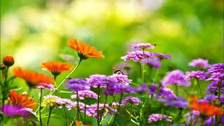 Eleven Maha Paritta Suttas & Well-Wishing Gatha, Mingun Sayadaw screenshot 5