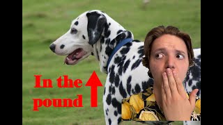 Why 101 Dalmatians caused Dogs in the Pound