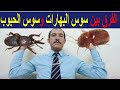 السوس اعرف شكل سوس البهارات وسوس الحبوب والفرق بينهم السوس اعرف شكل سوس البهارات وسوس الحبوب والفرق بينهم
