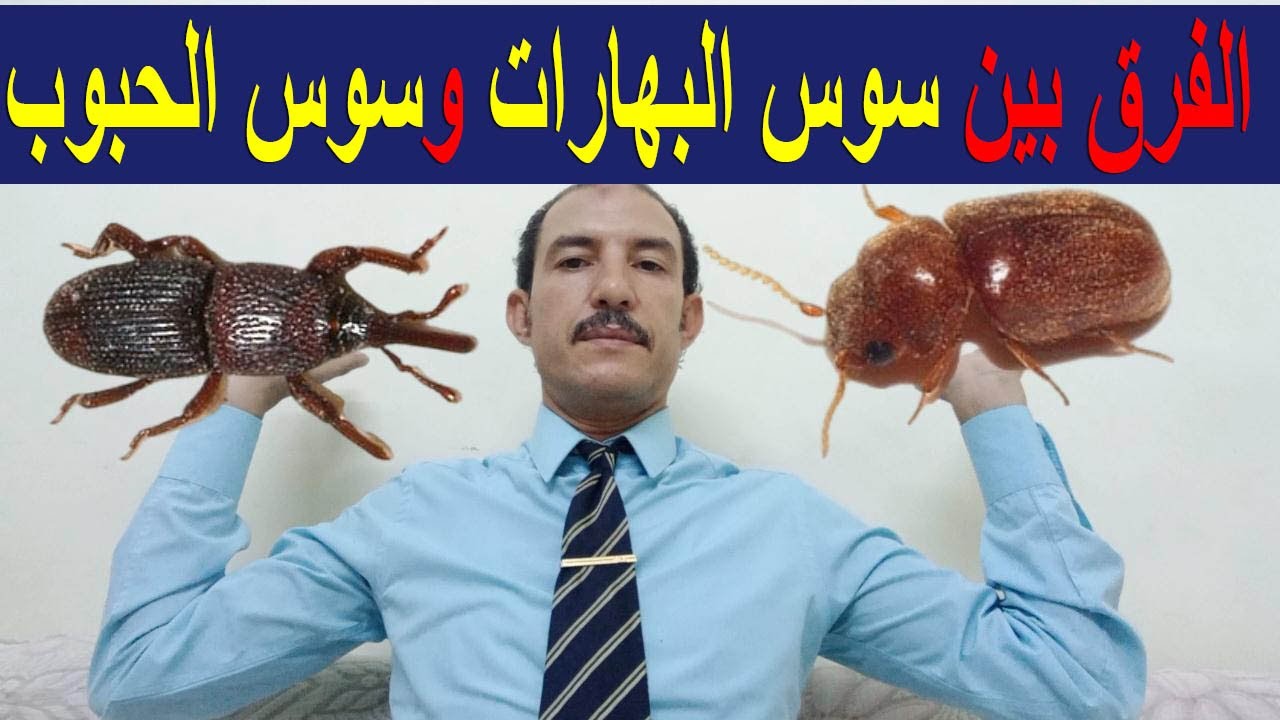 #السوس/اعرف شكل سوس البهارات وسوس الحبوب والفرق بينهم - YouTube