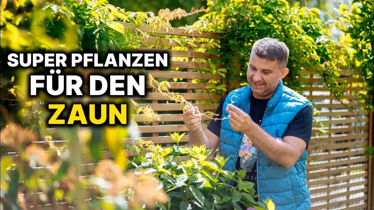 Die schönsten Kletterpflanzen für deinen Garten: Kletterrosen & Clematis, die beeindrucken!