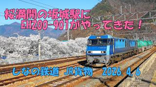 桜満開の坂城駅にEH200-901がやってきた！2026.4.6
