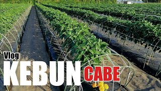 Vlog Kebun Cabe di Pertanian Jepang