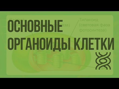 Основные органоиды клетки. Видеоурок по биологии 9 класс