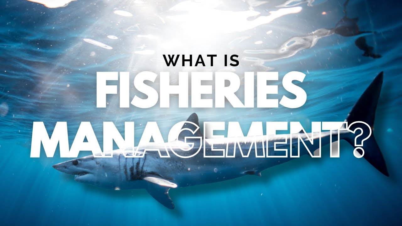 What is Fisheries Management?