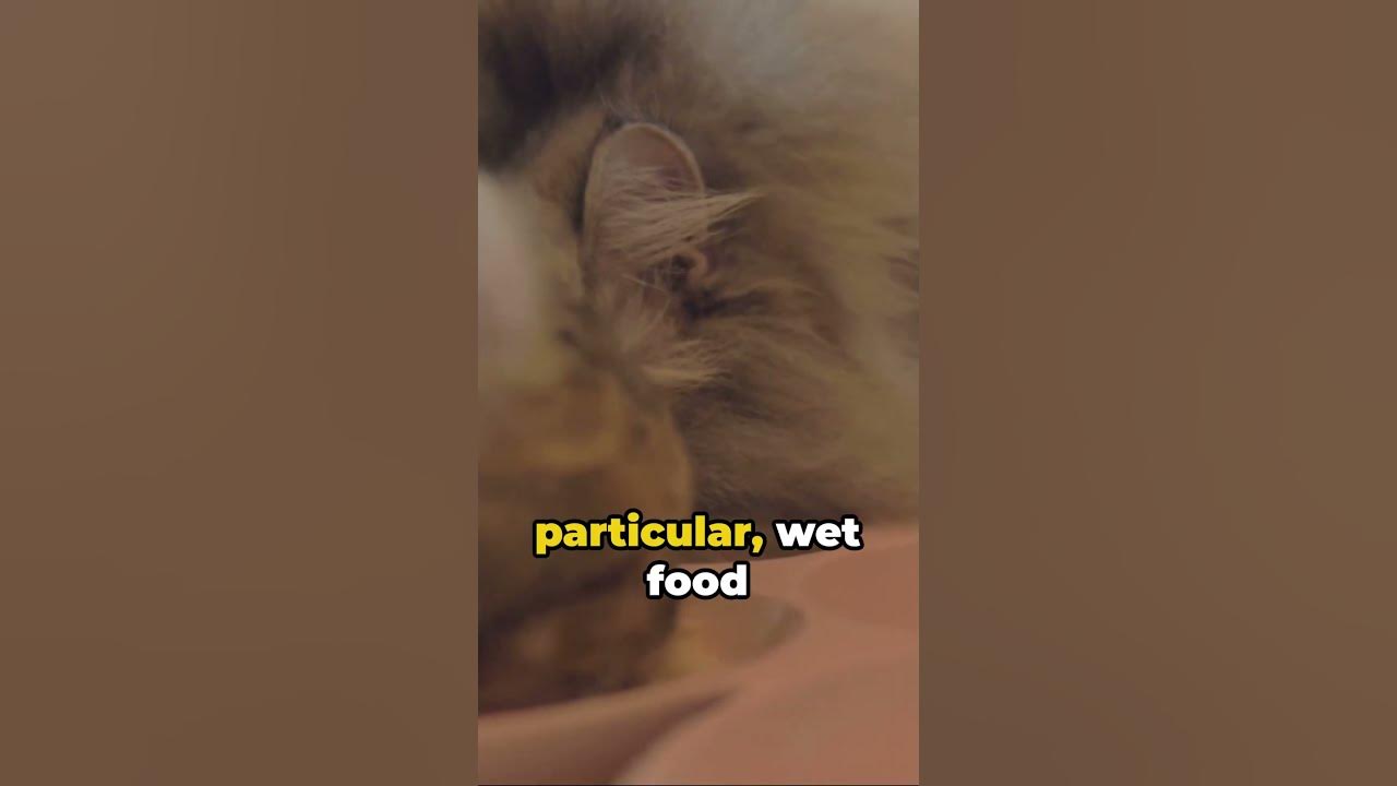 what-do-kittens-eat-youtube