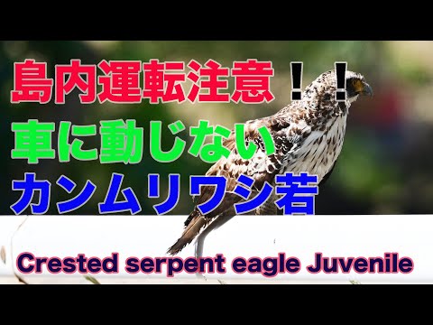 【島内運転注意】車に動じないカンムリワシ Crested serpent eagle  juvenile