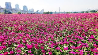 2020.04.17新北大都會公園-1公頃豔紅百日草花海盛開! Bright red zinnia flower blooming
