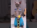 Real life beerus