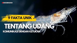 9 Fakta menarik Udang