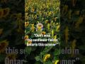 This place feels unreal in golden hour #ontariosummer #sunflower #summer #viral #hiddengems #yt