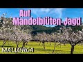 MALLORCA Island NEW MANDELBLÜTEN AUF MALLORCA Es Geht Wieder Los TOP Mallorca Travel Vlog MALLORCA Island NEW MANDELBLÜTEN AUF MALLORCA Es Geht Wieder Los TOP Mallorca Travel Vlog