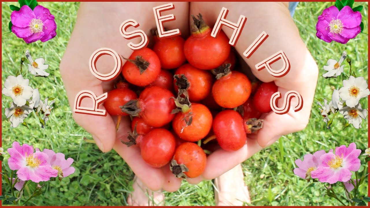 All About Rose Hips | Superfruit Of The Rose