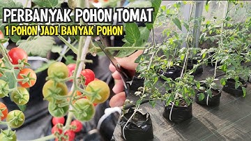 CARA PERBANYAK POHON TOMAT CEPAT PANEN | MENANAM TOMAT CERI CHERRY