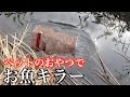 お魚キラー エサは何にすればいいの？