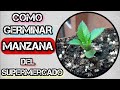 No Te Lo CREERÁS Germina Una Semilla De MANZANA Y MIRA ESTO | Como GERMINAR una semilla De MANZANA