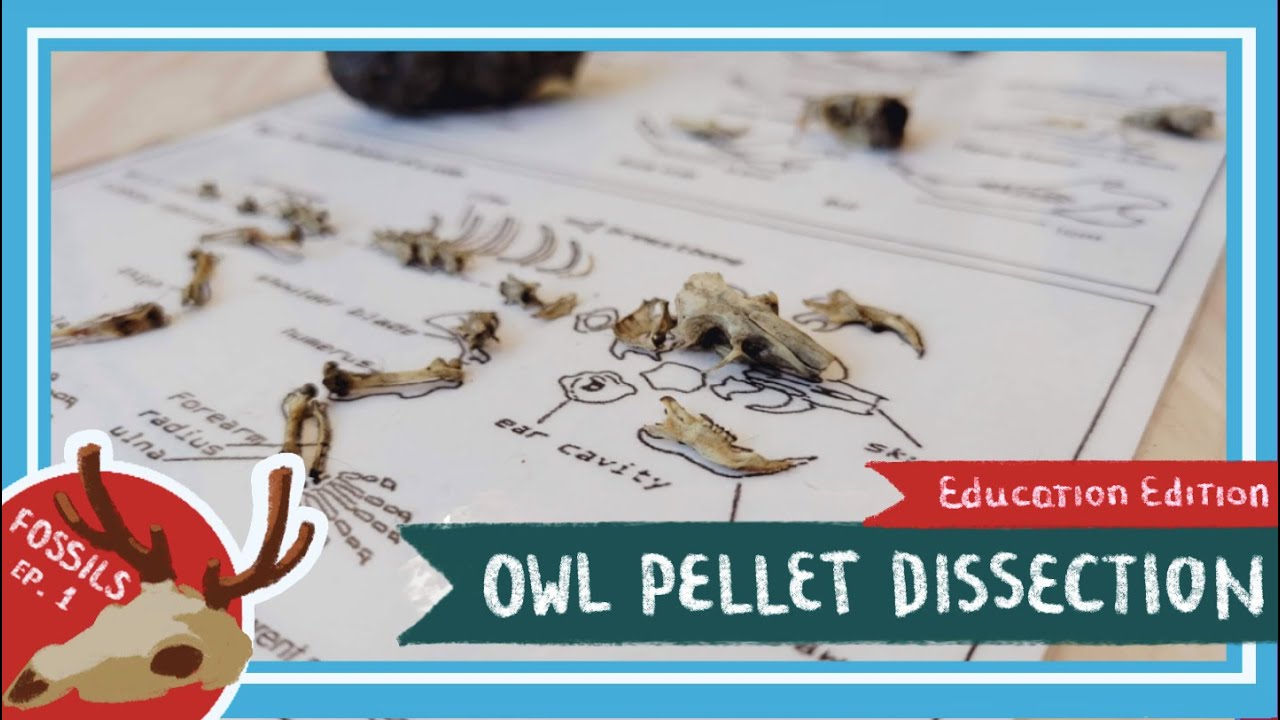 Hands-On Owl Pellet Dissection (FREE PROGRAM) — Wolf Gap