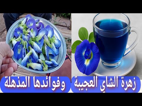 زهرة الشاي الأزرق وفوائدها المذهلة