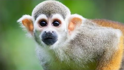 Squirrel Monkey In The Trees || 4K Resolution Video (CuteBabyAnimals)