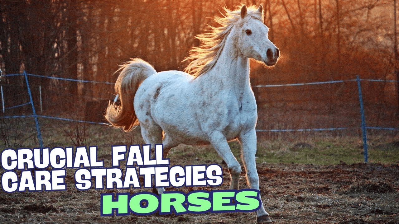 Crucial Fall Care Strategies for Ensuring Your Horse’s Health🍁✨