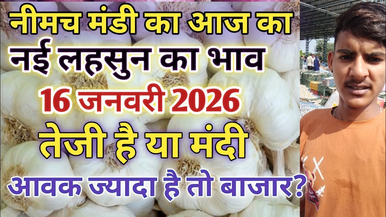 नीमच मंडी लहसुन का आज का नया भाव/नीमच मंडी लहसुन का आज का भाव/नीमच मंडी लहसुन का भाव