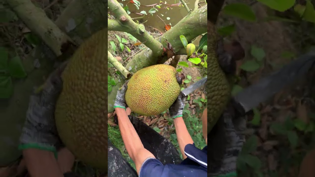 Thu hoạch mít ruột đỏ indo tại Tháp Mười Đồng Tháp