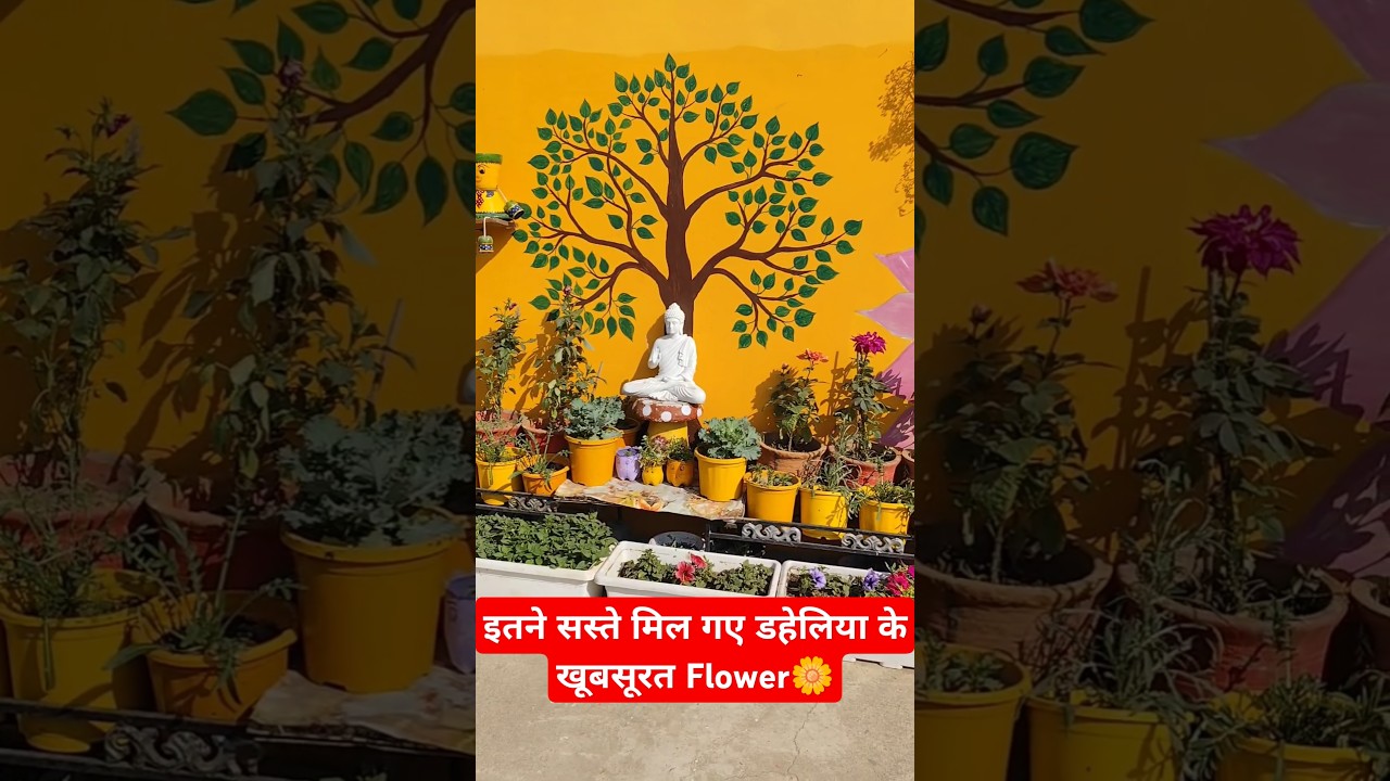 Dahlia flower plant Shopping