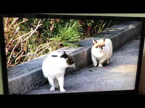 それぞれの立場ソング