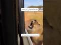 ذكاءها أنقذهم في آخر لحظة من أسد هائج حيوانات مفترسه إكسبلور 