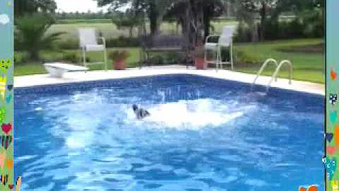 Water dogs