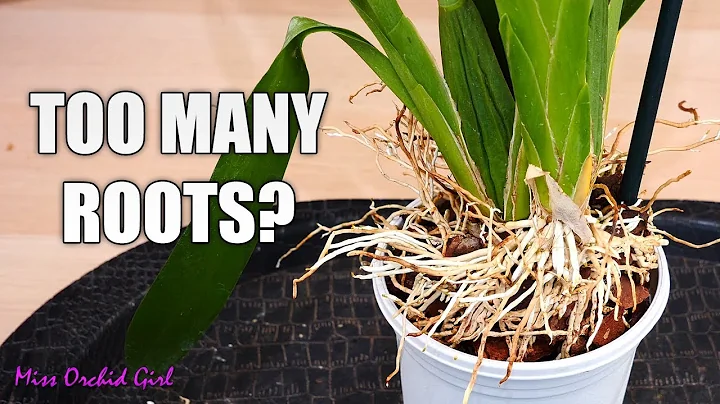 Repotting Orchids with big root systems - Discussion on cutting roots - DayDayNews