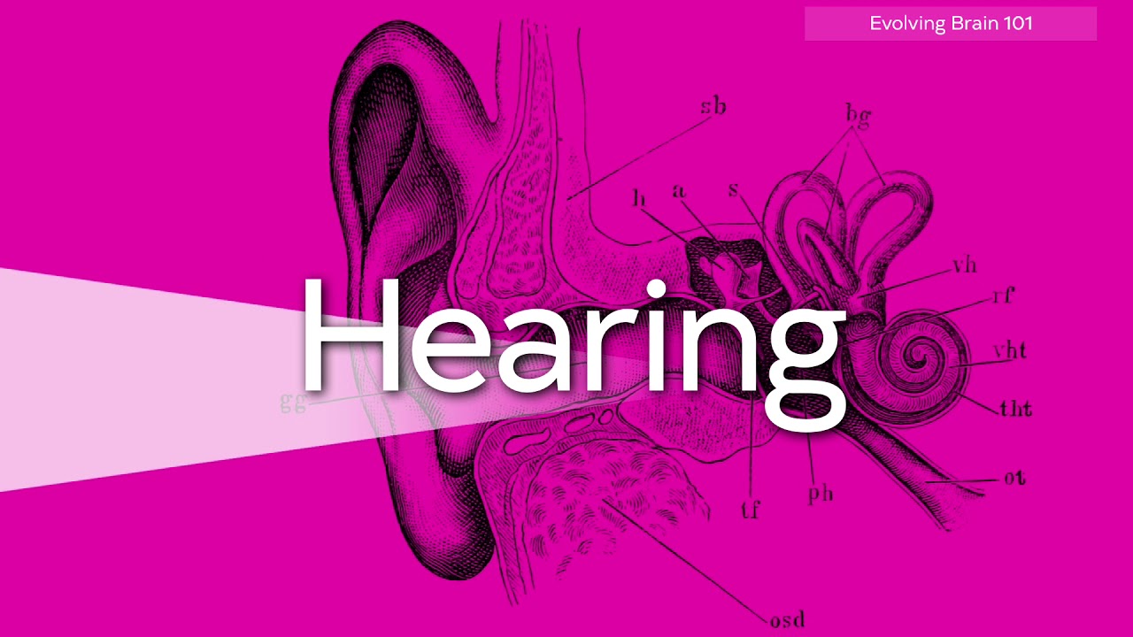 UA Science 101 - The Literate Brain