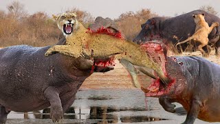 Amazing!! Hippo Attacks And Fight Back Lion Crossing The River - Hippo Vs Lion