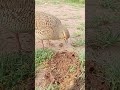 gray francolin eating Termites #birds #teetarawaz #bird #teetar