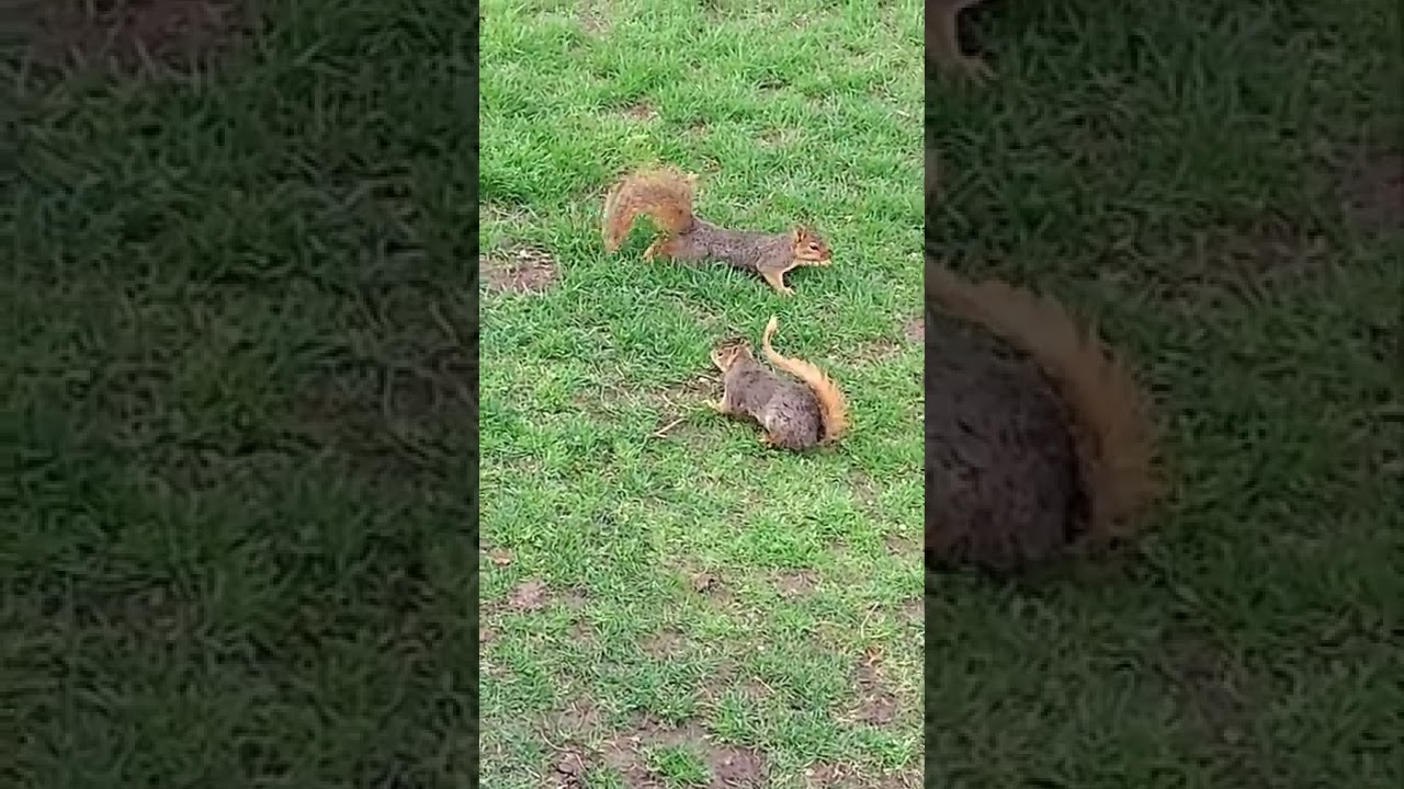 Fox Squirrel Mating Ritual
