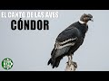 🦅🔊 ¡Escucha el grito del CONDOR! 🔊 Sonido de Ave Andina