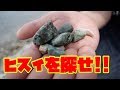 富山の海で翡翠をGETする!!!