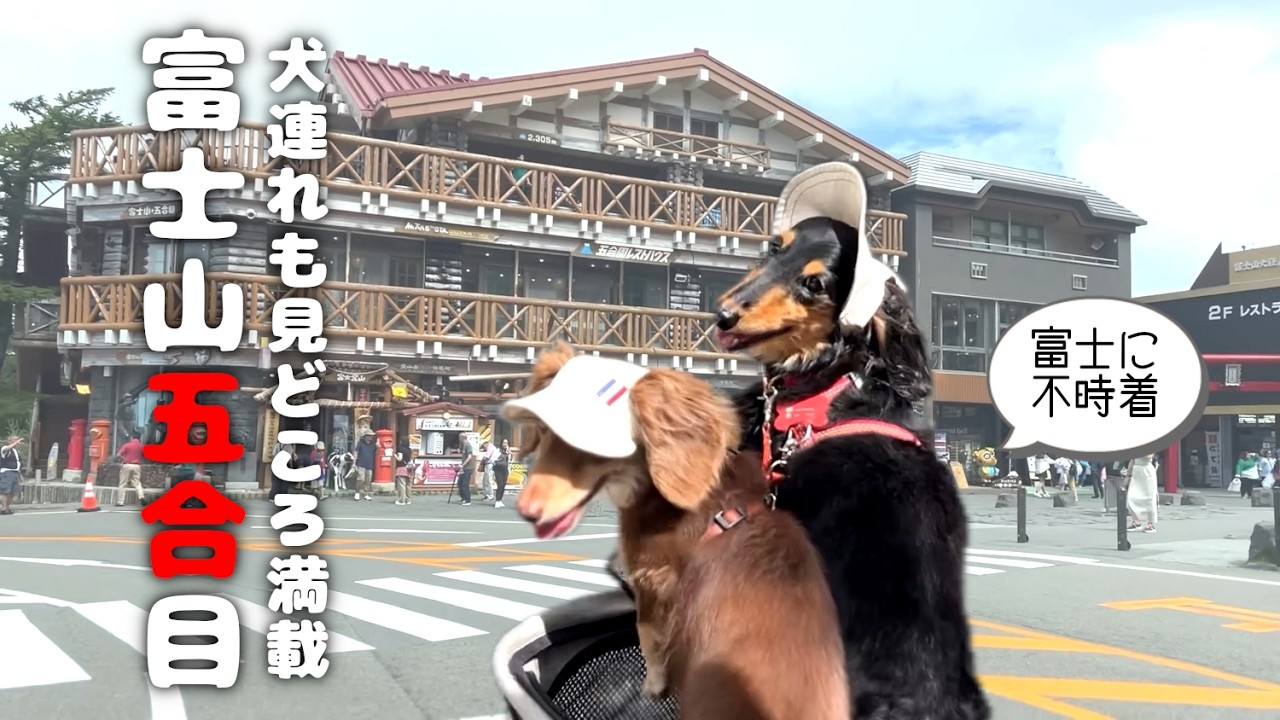 【富士山犬連れ日帰り旅行】わんこに優しい富士山五合目を観光🚩山梨県
