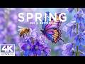 Spring in April 4K – The Garden Awakens 2026 🌸 Flowering Hills, Orchards & Nature’s Colors
