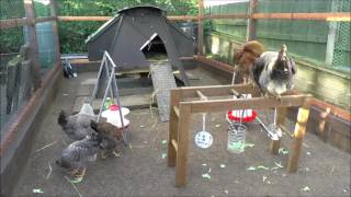 The Crofts Hens - Chicken Run Insight (1)