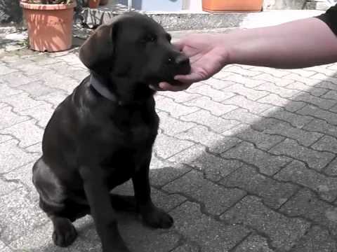 Video: Ist 12 alt für einen Labrador?