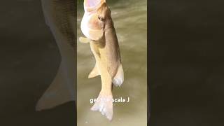Huge One at Patapsco River