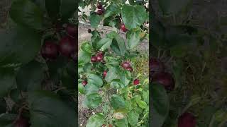 măr exotic #gradinarit #garden