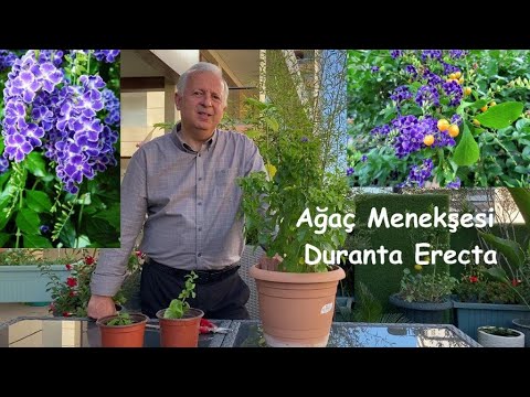 Ağaç Menekşesi, Duranta Erecta