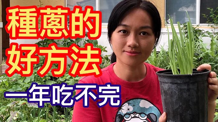 (31)如何种葱的好方法！在家种上一盆一年吃不完！ - 天天要闻